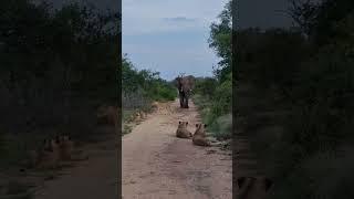 When lions meet an elephant 