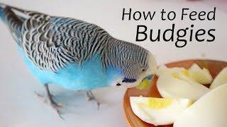 How to Feed Budgies | Choosing the Right Foods - ReEdit