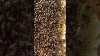 Can You Find the Queen Bee?