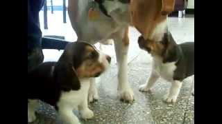 Dog mom ends beagle puppies fight