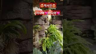  박서진  지나야~🫠 지나야~  세종시 세종식물원