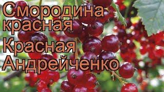 Смородина красная Красная Андрейченко  обзор: как сажать, саженцы смородины Красная Андрейченко