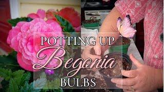 How to Pot Up Tuberous Begonias: Step-by-Step Guide for Gorgeous Blooms!