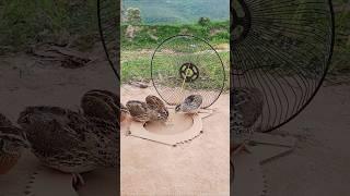 New Creative DIY Quail Trap Technique #shorts