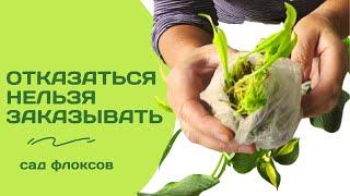 7 новых садовых сокровищ. Распаковка хост из 'Садов флоксов'