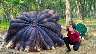 WOMEN Harvesting HYBRID TUBER to sell - Harvesting and Gardening | Ella Daily Life