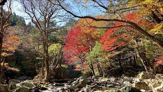 2018　11/5　小田深山渓谷の紅葉　～愛媛県内子町中川～