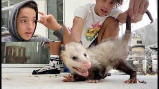 Something Trashed Our House!!! (Thief)