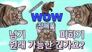 [ENG SUB] 루치보다 더 똑똑한 고양이가 있을까? 고양이 장애물 넘기 & 피하기 챌린지 #고양이 #cat #pet  #개냥이 #고양이장애물 [기동이네 개냥이]