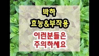 박하 효능과 부작용 잘 알고 드셔야해요~