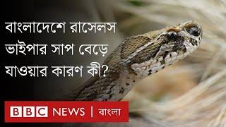 বিলুপ্ত প্রায় যে সাপের সংখ্যা বাড়ায় উদ্বিগ্ন পদ্মা পাড়ের মানুষ