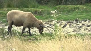 The Magnificent Manx Loaghtan Sheep - WWT Welney