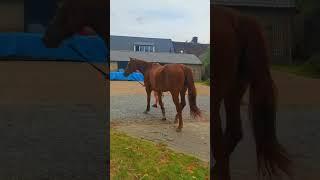 This horse and beautiful lady are having fun 2