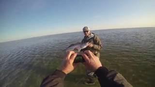 Cape Cod Flats Fishing 30 Minutes Of Nonstop Tailing Action On The Fly! 2016