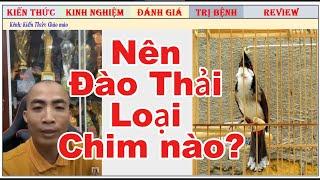 Kinh nghiệm để đào thải các chú chim chào mào không cần thiết/Tiến Lập