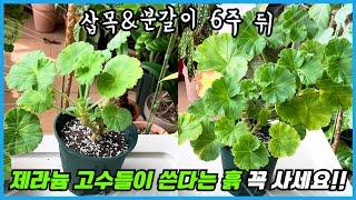제라늄 전용흙으로 분갈이&삽목 했더니 6주뒤 대박이 났어요!! 제라늄 여름관리!!