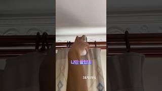 프로필 링크에 구매처 있어요 자동커튼 #자동커튼 #자동커텐