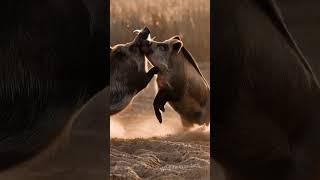  Wild Boar Fight at Sunset  #animallife