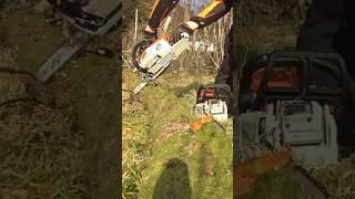 Cutting Firewood with My Stihl MS241 – Smooth & Powerful! #StihlMS241 #Chainsaw #Firewood #Stihl