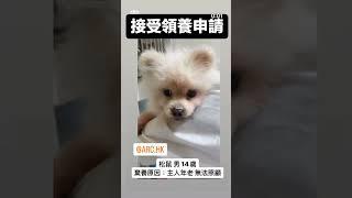香港收容所領養電話 ：+852 96919313 #catadoption #貓奴 #寵物 #愛護動物 #領養 #貓 #流浪動物  #adoption  #cat #petadoption #毛小孩