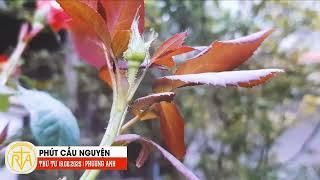Phút Cầu Nguyện, Thứ Tư 18/06/2025: Trao gửi yêu thương