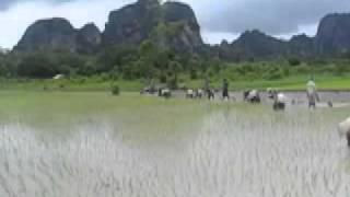 PLANTING RICE IN LAOS