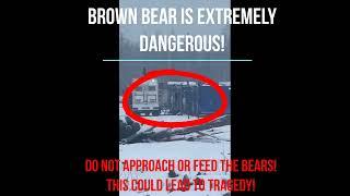 A brown bear attacked and maimed oil workers in Siberia! Tough!#shorts