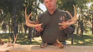 Whitetail Cull Bucks Pt. 2: QDMA Management Minute