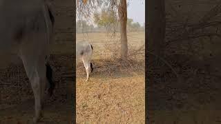 MAA ️ Village life #viral #rajasthan #trending #youtube #vlogger #shortsfeed #shorts #shortsviral