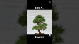  Promo spedizione gratuita in tutta Italia #bonsai