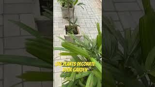 Garden decoration one plant #gardeningpointds #gardeninglovers #gardening #plant