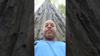 Sean's thought: A Moment in the Redwoods