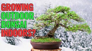 Can You REALLY Grow Outdoor Bonsai Trees Indoors?