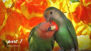 Lovebirds Sounds - Peach-faced Lovebird: Two Green, Red-Face and White-Face - Part 1