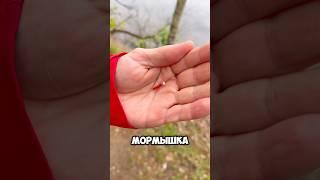 Где и на что ловить на мормышку #рыбалка #спиннинг #мормышинг