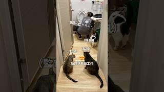 這是大人偷懶的地方！ #尬電 #転運棧貓中途咖啡廳 #貓咪