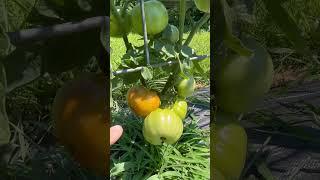 Tomatoes Are Turning  Check in Chamberlin Family Farms (FB) for Updates #tomatoes #harvesting