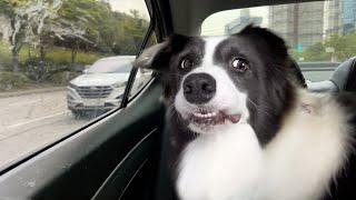 When the Smart Border Collie Realizes She’s Going to the Vet