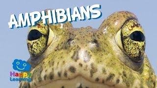 Amphibians | Educational Video for Kids