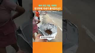 지네가 들어간 감기약이 있다?!