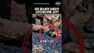 어미 물소에게 이용당한 코모도왕도마뱀.. 과연?