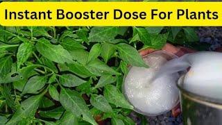 100% Free Organic Liquid Fertilizer For vegetable Plants / How To Make Fertilizer At Home