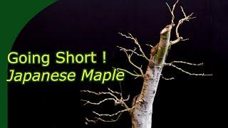 One Year Japanese Maple: Structure, Die-Back, Pruning, Wiring, Bleeding and Short Internodes