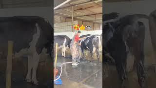 Real Pool PartyDairy farming by indian woman।dairy farm।