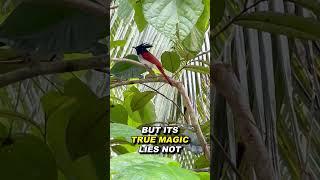 Jewel of the Jungle : The Indian Paradise Flycatcher #animals #facts #birds #species