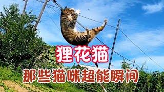 狸花猫 猫咪界战力天花板‖中国老祖宗给选的优质猫咪品种 即使现在它价位在国内被低估 但其厉害程度绝对无法忽视 盘点网上猫咪的高能瞬间，只为给您逗一乐，点个赞再走可好？狸花貓 貓咪戰力天花板高能cat