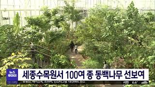 세종수목원서 100여 종 동백나무 선보여/대전MBC