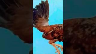 ibang klasing benabae oh #rooster #chicken #ayam