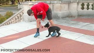 How Quickly She Learns! The PDS Difference On Display "Darby" 14 Wks Home Raised Prof/Trained Dog