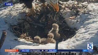 It's a ‘confirmed hatch’: Big Bear bald eagles welcome 3rd chick 